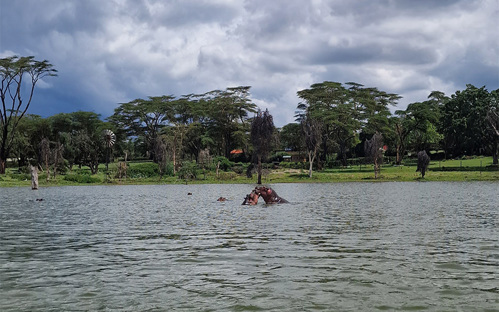 Hippos fighting in Lake Naivasha