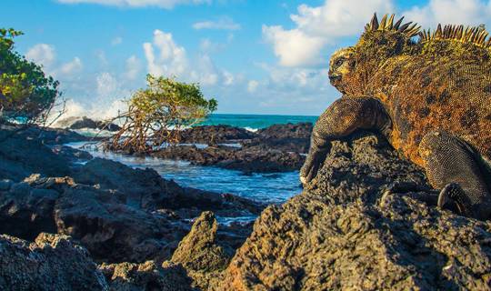 Komodo Dragon sat on a rock