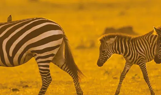 Kenya -zebra and her calves