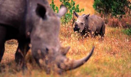 Two Rhinos grazing in the African grass
