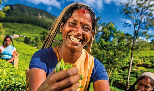 Group of women picking crops in Sri Lanka