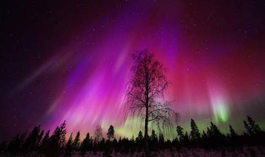 Tree silhouette , Northern Lights, Finland