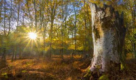Sun shining in woods, England, UK