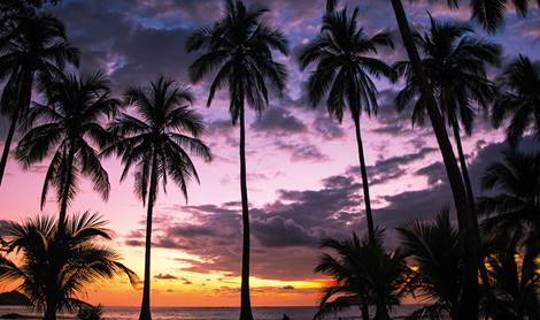 Palm tree & sunset in Costa Rica