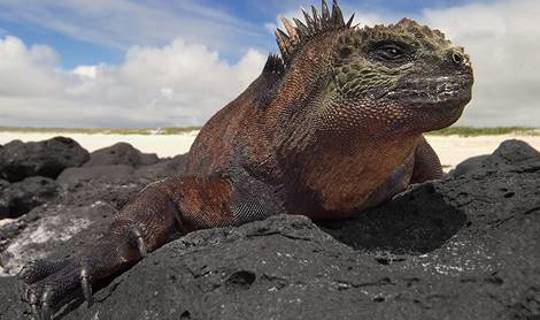 large Iguana on rocks Galapagos
