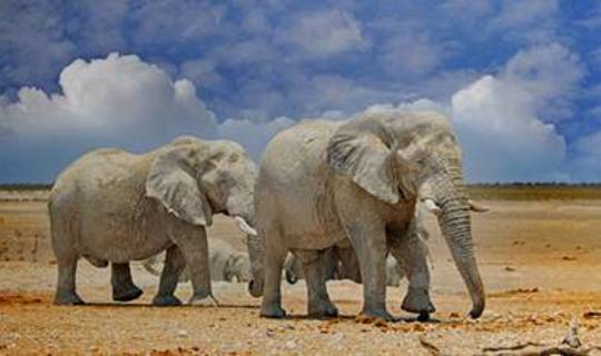 Herd of Elephants in the African Savannah 