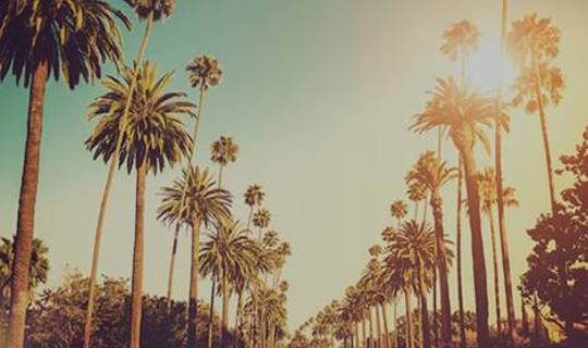 Palm trees, San Diego, California, United States