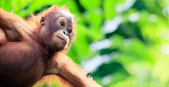 Young orangutan hanging from a tree