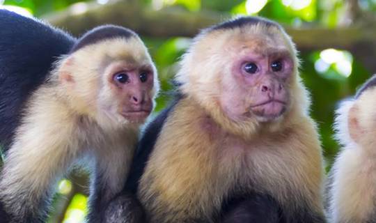 White-faced Capuchin monkeys, Costa Rica