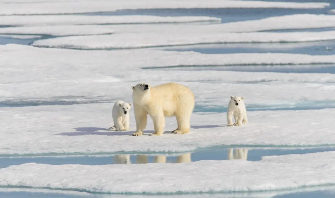 Where to see Polar Bears - Svalbard family of polar bears