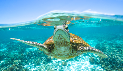 Sea Turtle Great Barrier reef