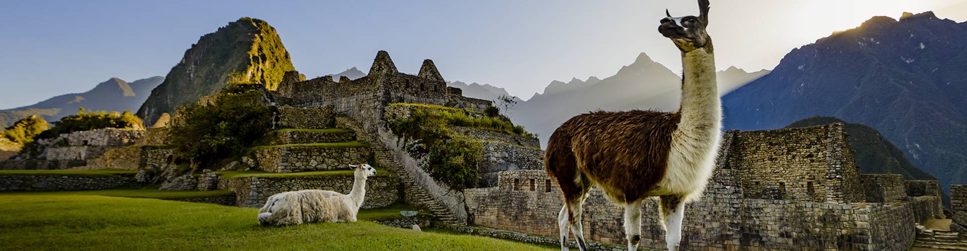Two Llama sitting among ancient ruins, Peru