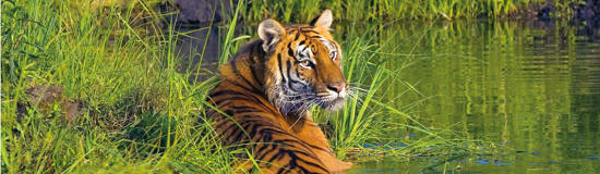 Wonders of India & The Tiger Trail