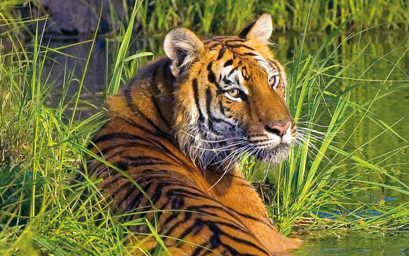 Wonders of India & The Tiger Trail