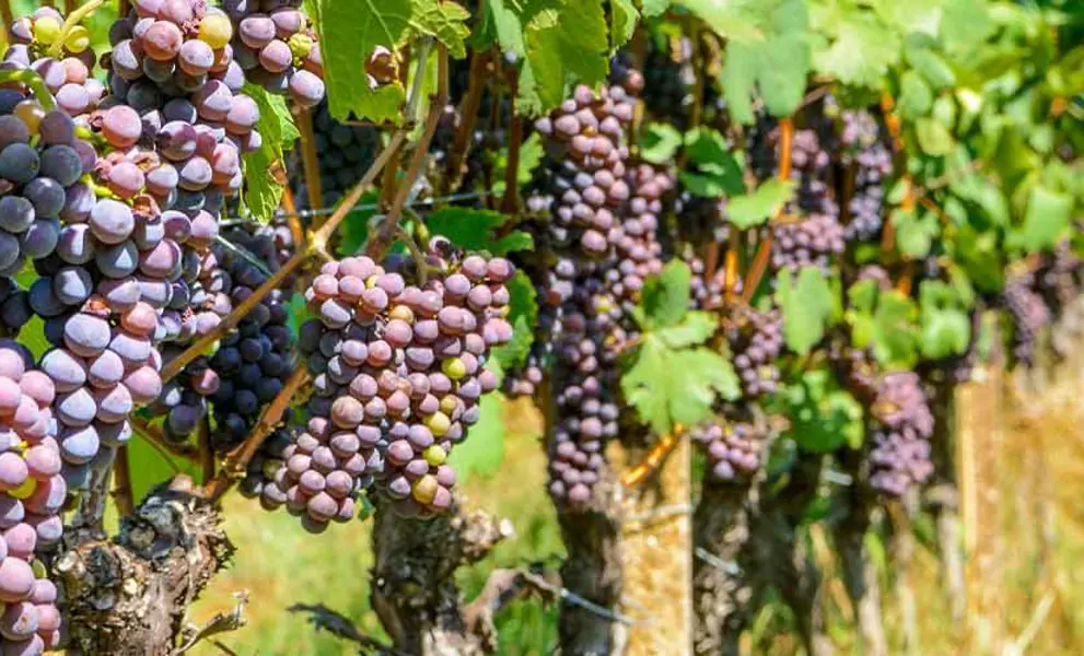From grape to glass - wine making