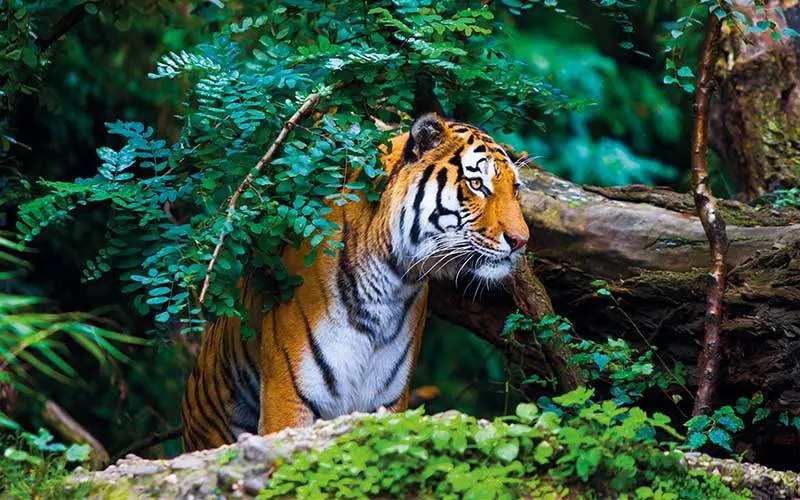 Tiger, India