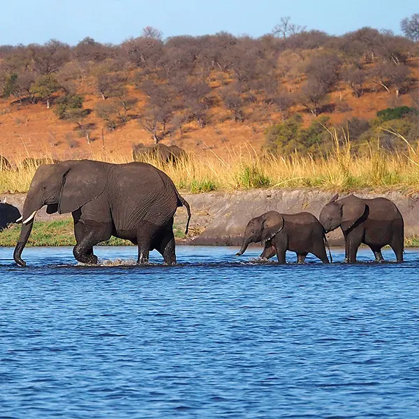 Livingstone's Africa square 2.jpg