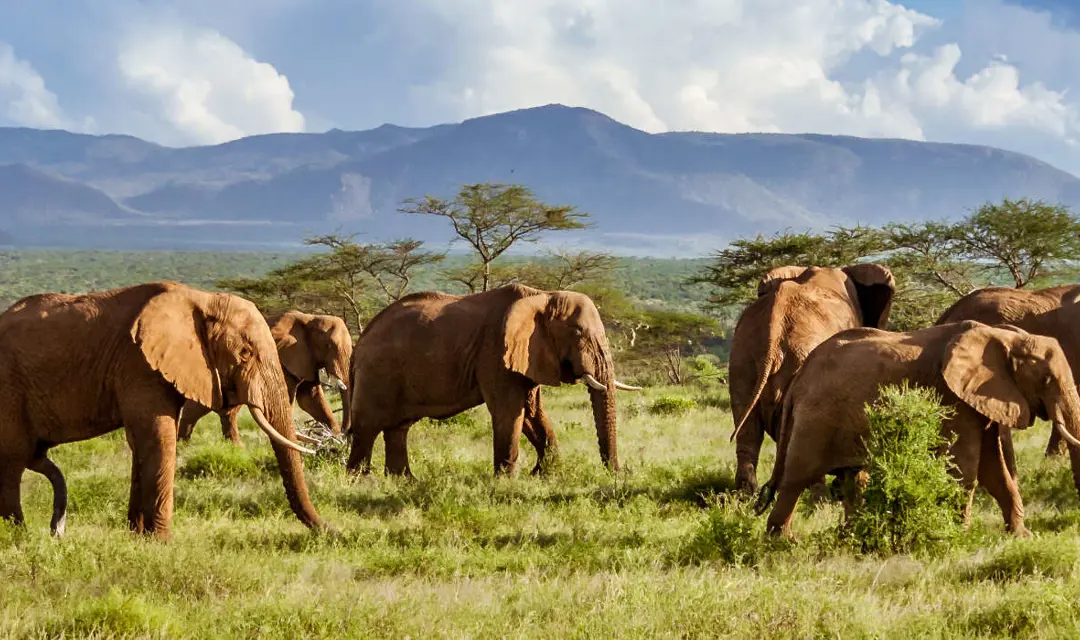 Elephants - South Africa safari holidays