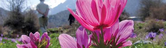 Wildflowers of Crete