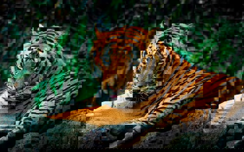 Tiger in Ranthambore National Park, India