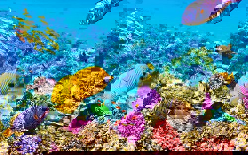 Great Barrier Reef, Australia