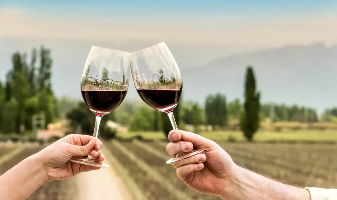 red wine in a vine yard