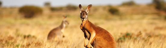 Highlights of Australia