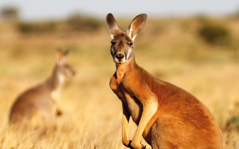 Highlights of Australia