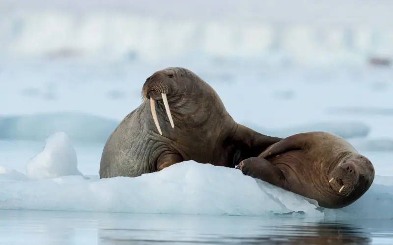 Walruses relaxing - Cruise Svalbard, Norway