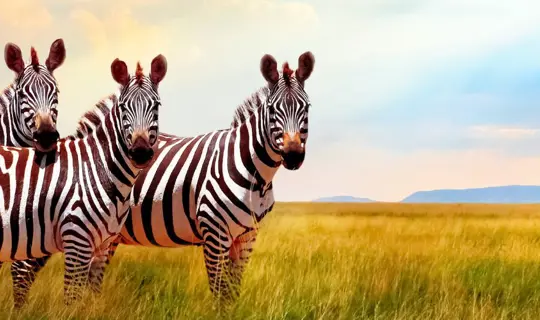 Zebra in South Africa