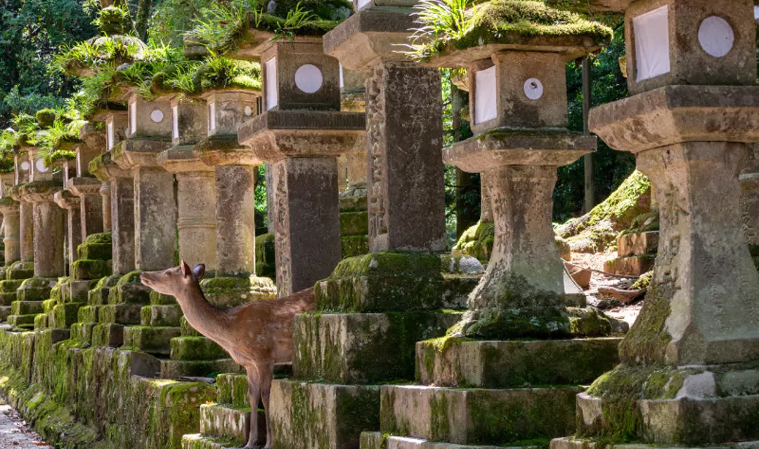 Nara - Japan escorted tours