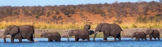 Livingstone's Africa — Victoria Falls, Botswana & Zimbabwe