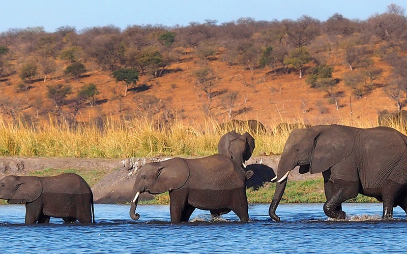 Livingstone's Africa — Victoria Falls, Botswana & Zimbabwe
