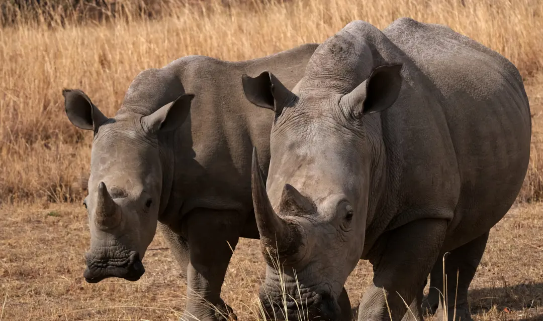 South_Africa_Rhino_Mabula.JPG