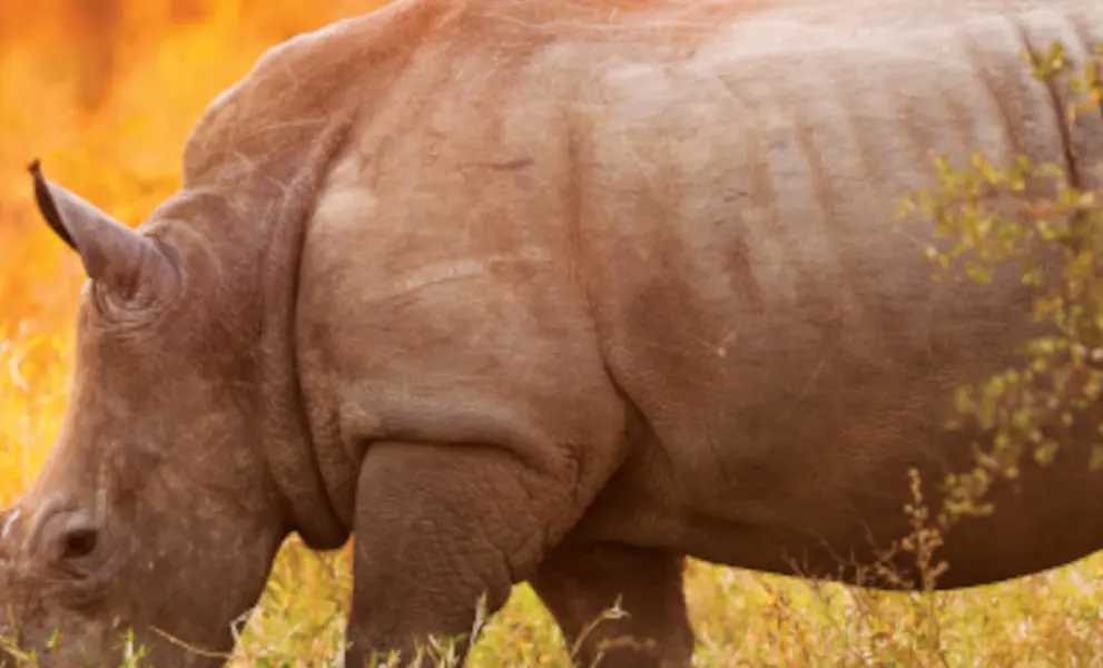 Rhino in Safari