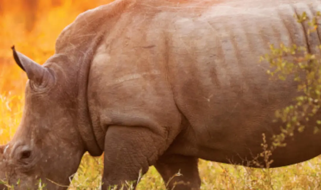 Rhino in Safari