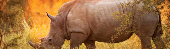 South African Safari – Royal Morubisi
