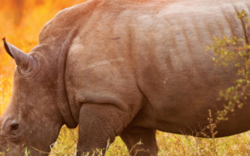 South African Safari – Royal Morubisi