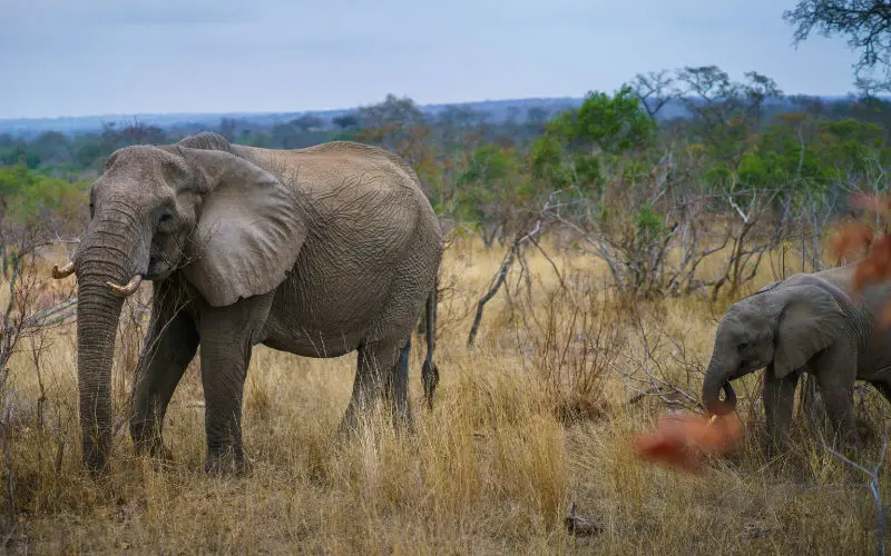 Elephants - South Africa safari holidays