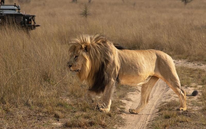 Royal Morubisi lion.jpg