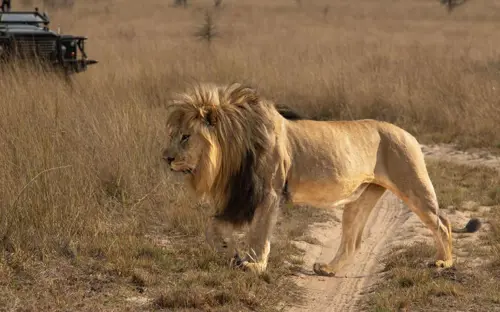 Royal Morubisi lion.jpg