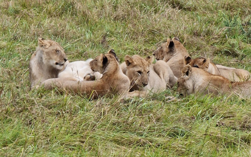 Masai Mara Lion Cubs