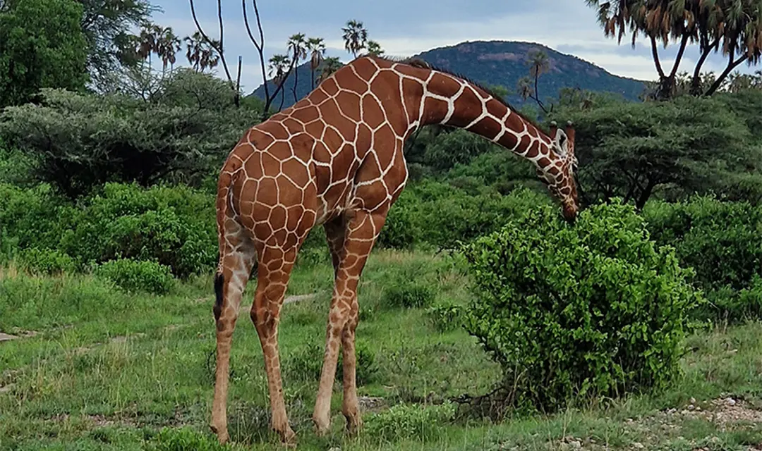 Samburu National Park Giraffe