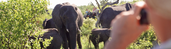 South Africa Safari - Tracking the Big Five