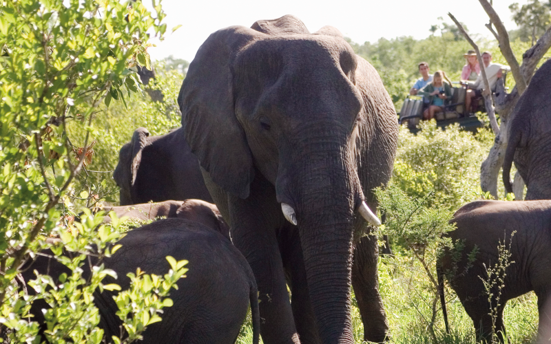 South Africa Safari - Tracking the Big Five