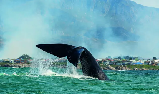 RF_Whale_Hermanus_South Africa_GettyImages-874757646.jpg