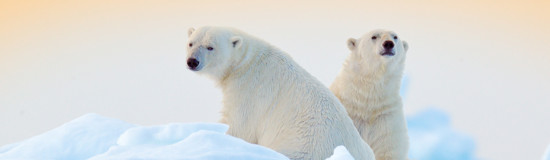 Arctic Explorer: Land of the Polar Bear