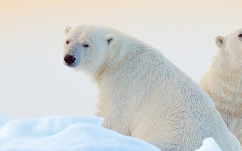 Arctic Explorer: Land of the Polar Bear