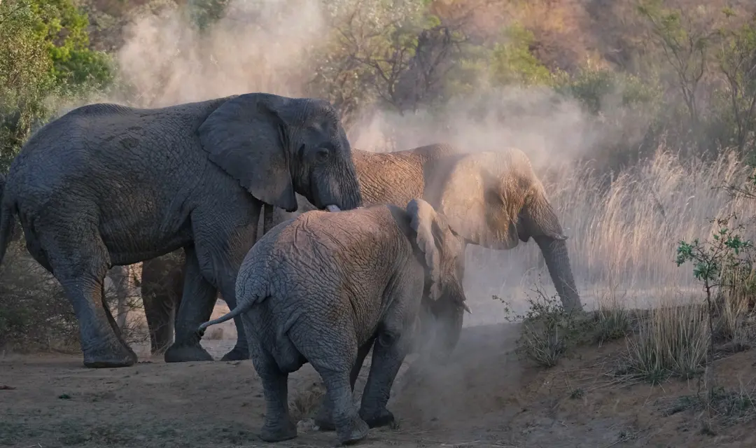 South_Africa_Elephants_Mabula.jpg