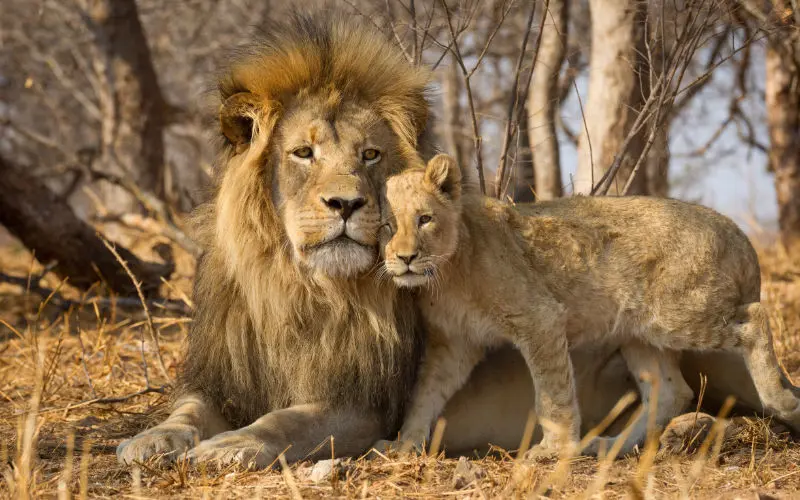 Lions - South Africa safari holidays